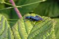 Oedemera nobilis